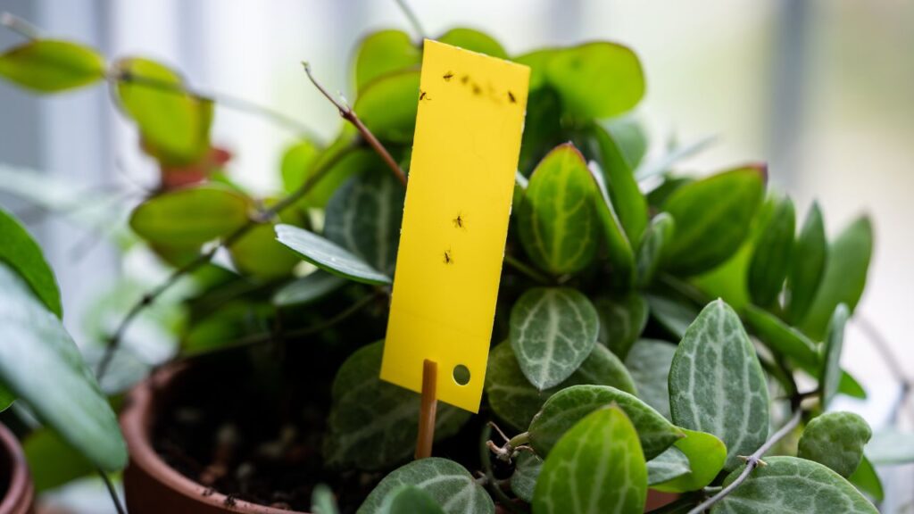 How to Get Rid of Gnats Forever: Natural Solutions That Actually Work