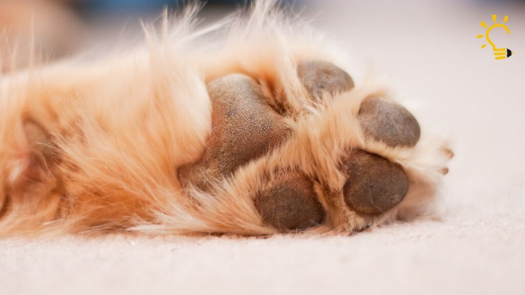 Why Do Dogs Lick Their Paws