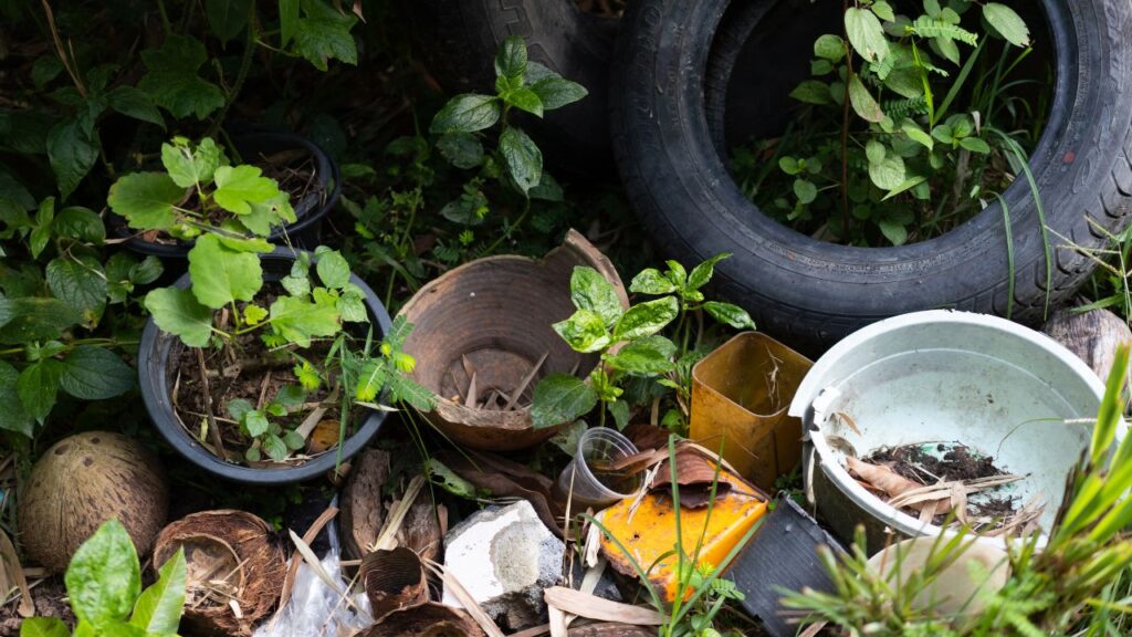 Get Rid of Gnats