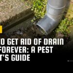 How to Get Rid of Drain Flies