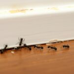 Ants following a scent trail into a home through a crack in the wall