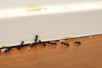 Ants following a scent trail into a home through a crack in the wall